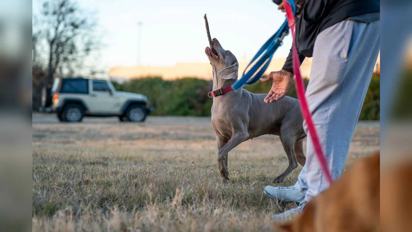 Owner training a dog outdoors