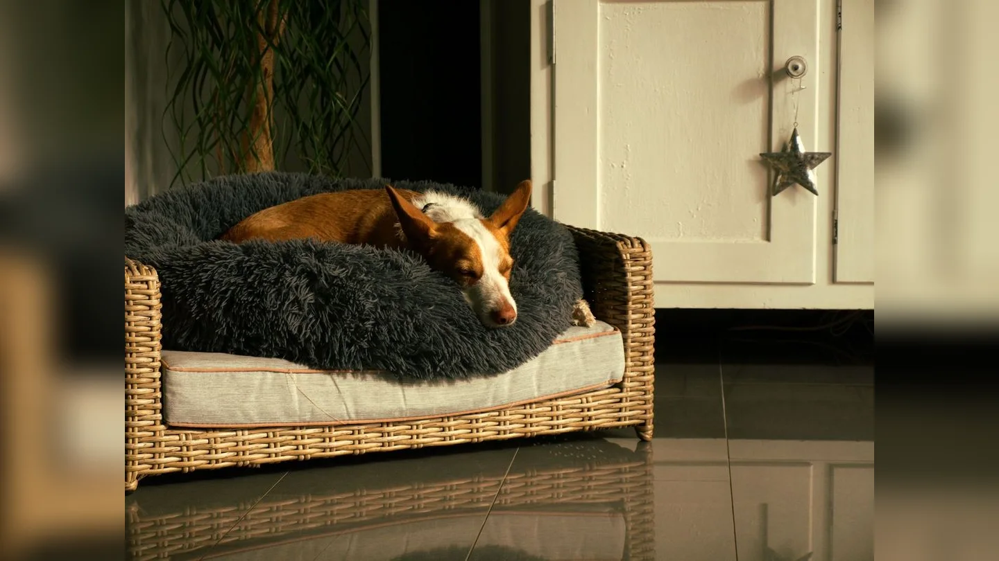 Dog resting peacefully in a home