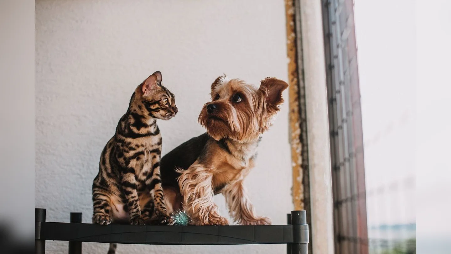 Cat and dog sitting together beside a window