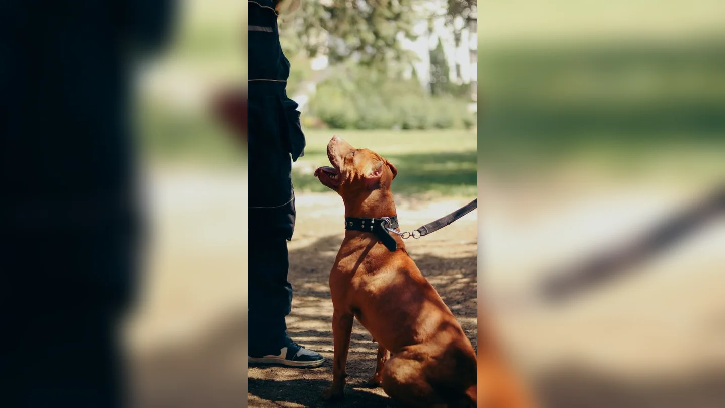 Dog sitting beside its handler on a leash