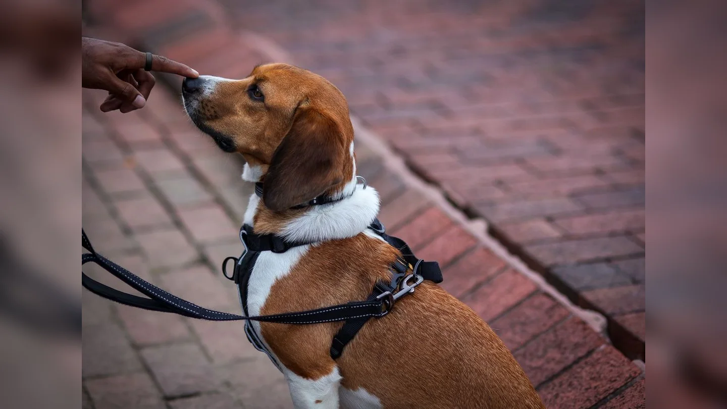 Beagle receiving a training treat outdoors