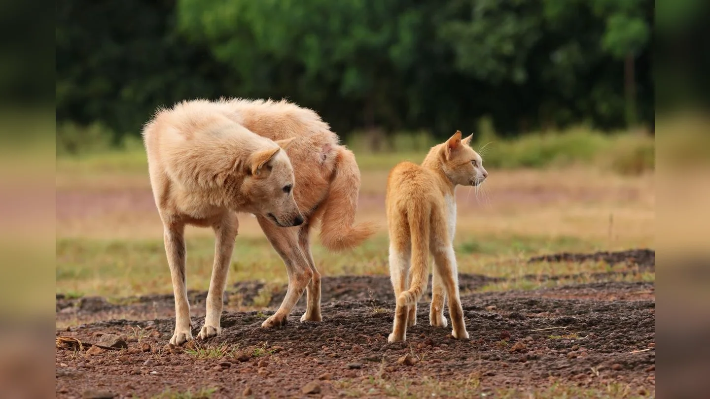 Dog and cat standing together outdoors