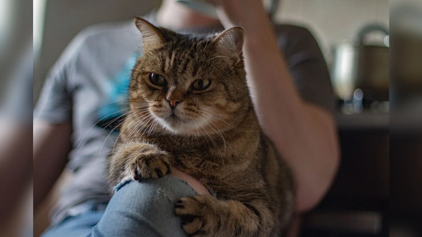 Cat resting on its owner's lap