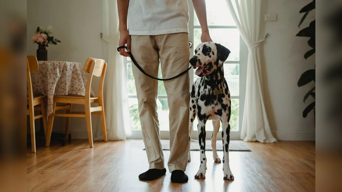 Dalmatian standing beside its owner indoors